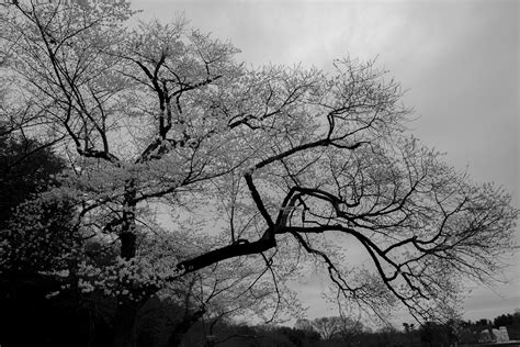 'black blossom' Search .